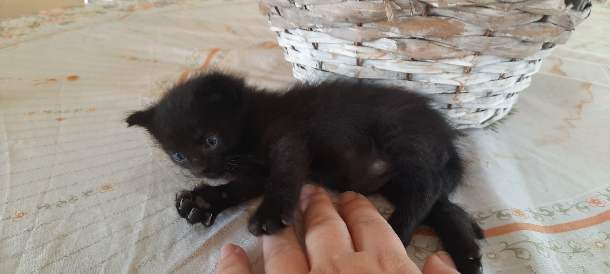 Gatinhos bebés para adoção
