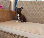 Chihuahua Fêmea, Linda