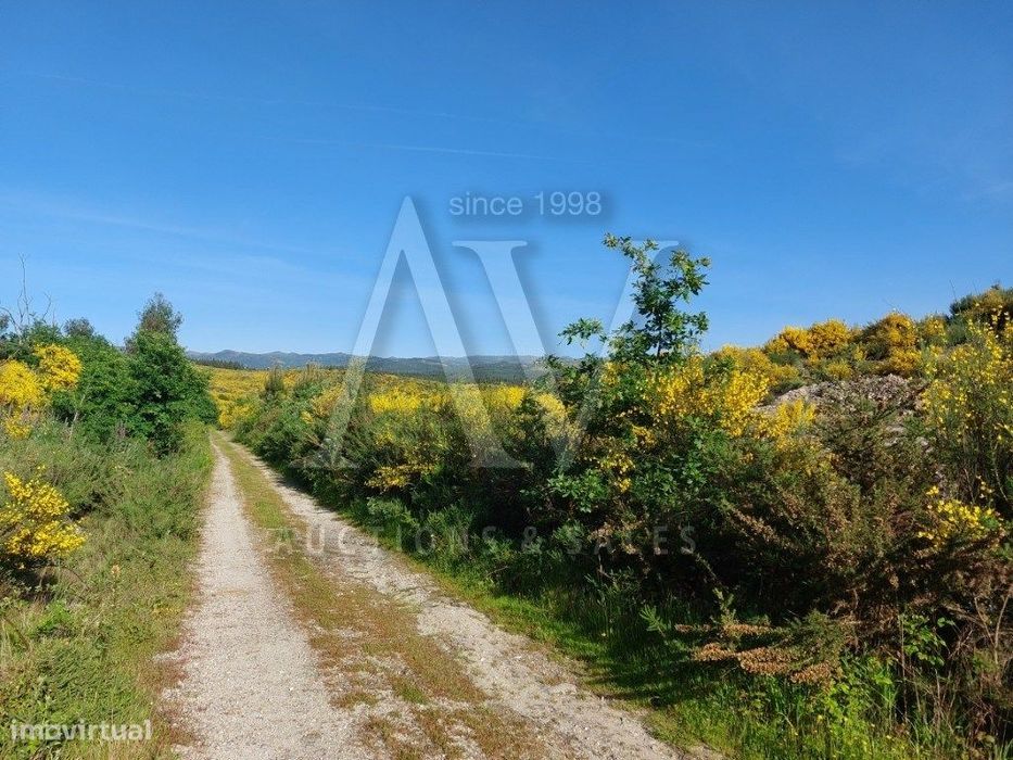 Terreno Rústico - Campia - Vouzela | Leilão Eletrónico | Fim 19*Nov