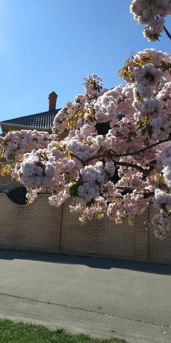 Сакура плакучая сорт канзан взрослые деревья 200см