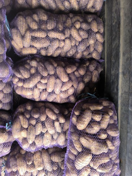 Продам, картопля від виробника