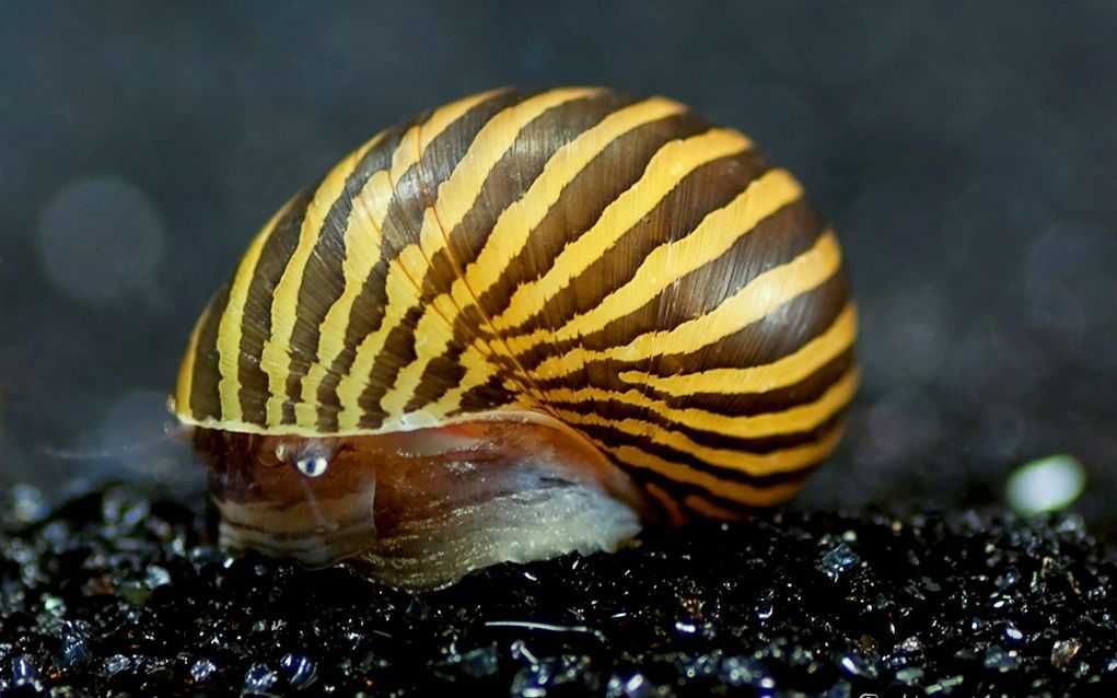 Ślimak Neritina natalensis ZEBRA - dowozimy, wysyłamy