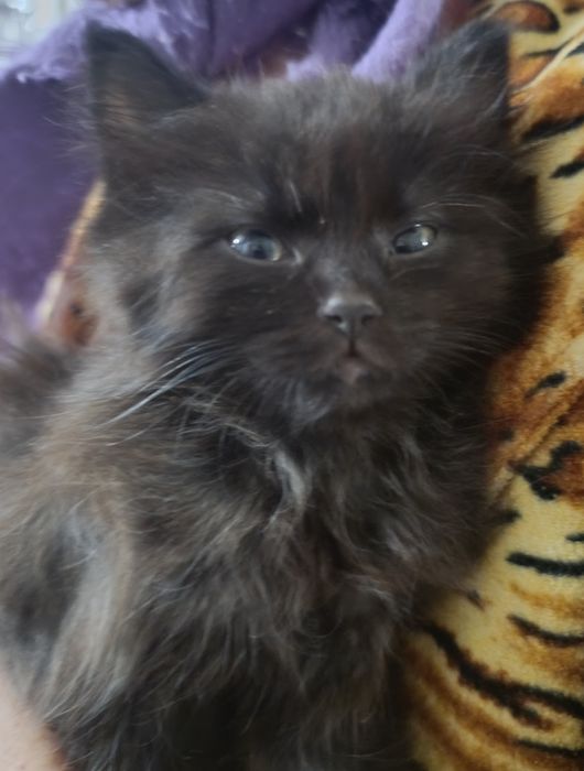 Візьміть кошеня, прибилось