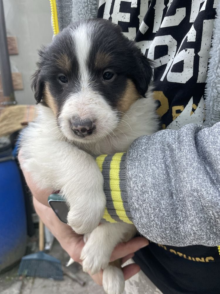 Tri-color Owczarek Szkocki Collie