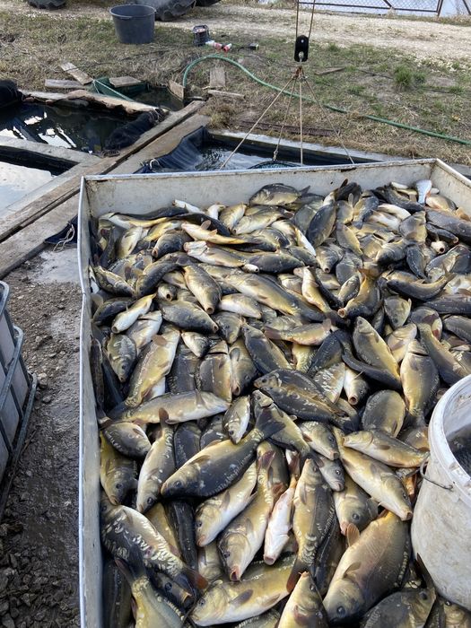 Karp amur lin kroczek listopad 2025