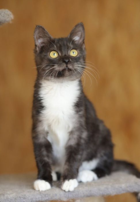 Ларсик 9 мес, котенок друг, кот