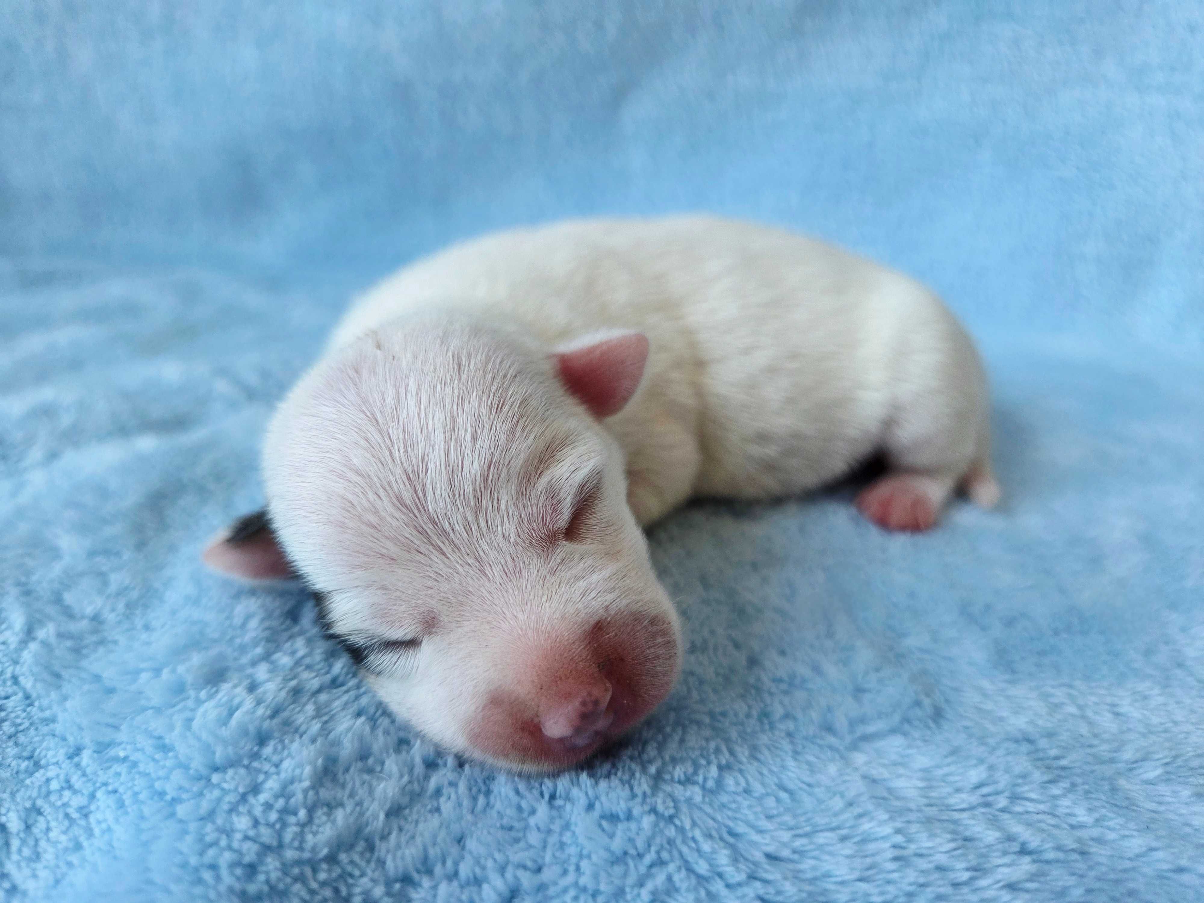 Jack Russell Terrier piesek gładkowłosy 4
