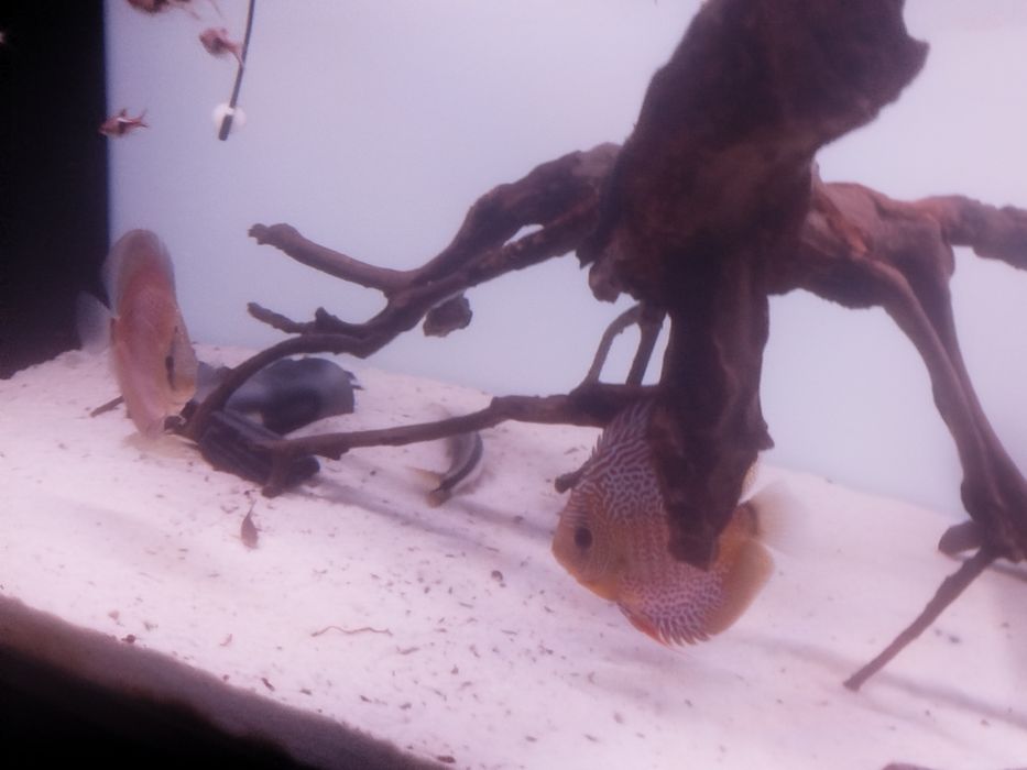 Aquário com sump