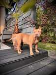 American Bully wyjątkowa cena ! Imponujace Pochodzenie ABKC