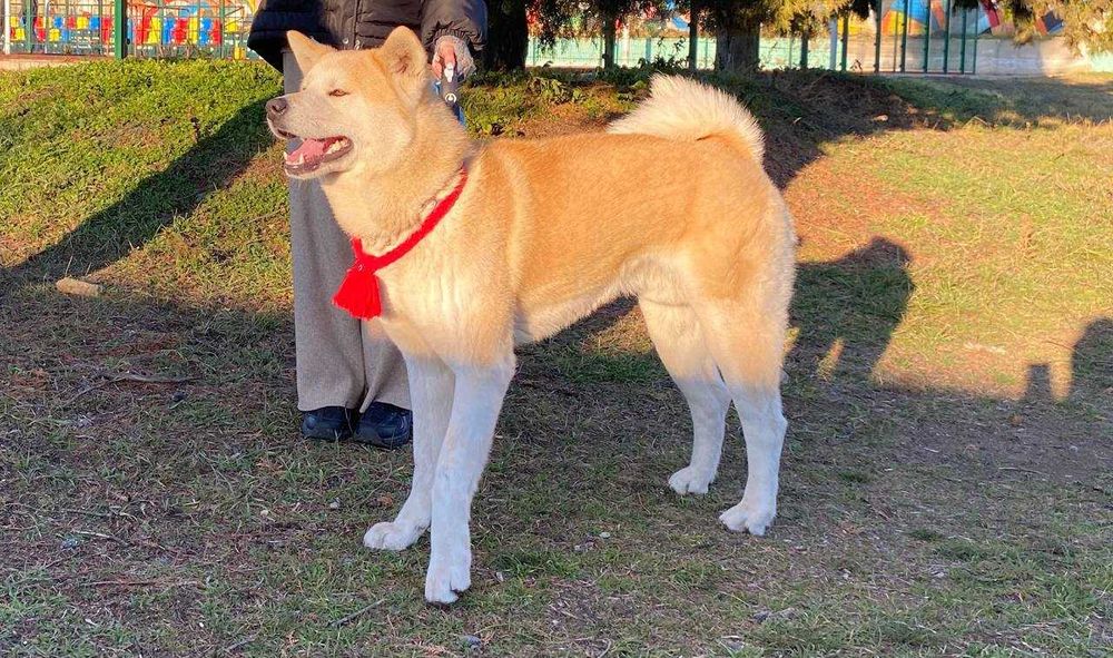 Елегантний самець Акіта Іну для в'язки