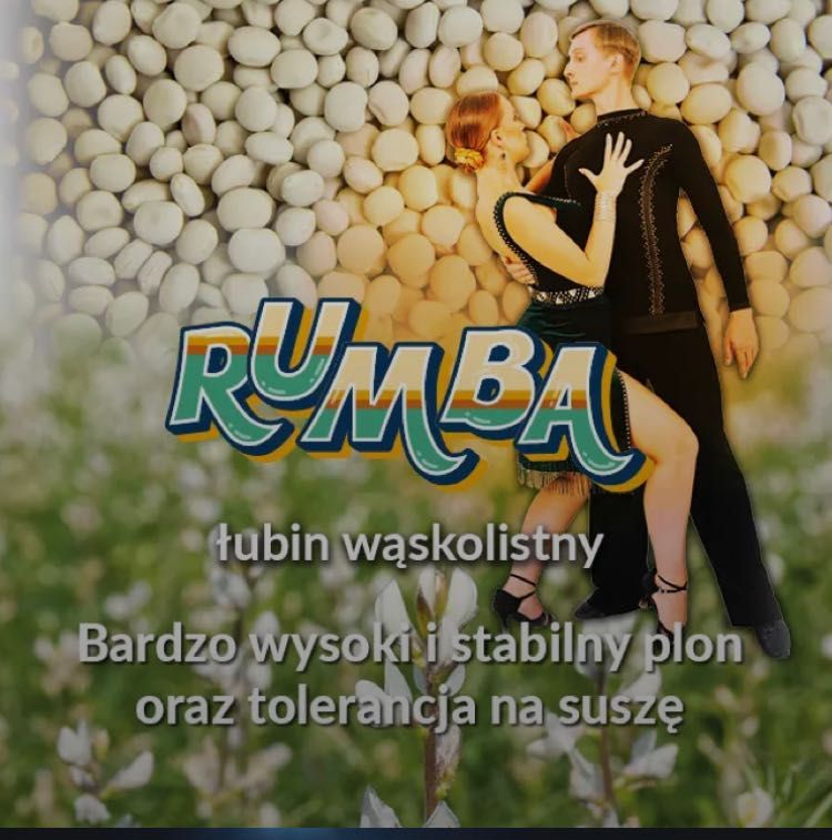 Łubin słodki RUMBA C1