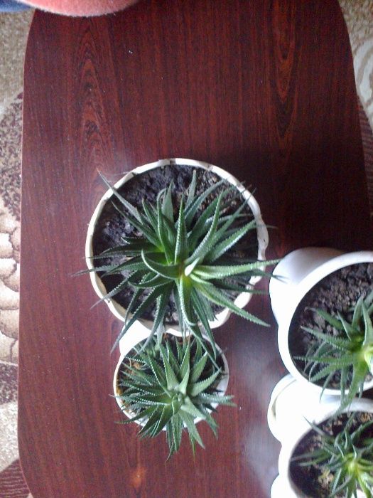 Кактус суккуленты Харвотия разных размеров. Уникален