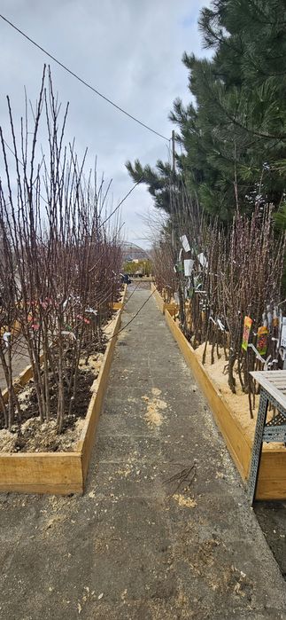 Drzewka, krzewy owocowe Jabłonie, gruszki, Czereśnie, kolumnowe,malina