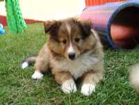 Owczarek szetlandzki, Sheltie, szczeniak, PIESEK śniady FCI