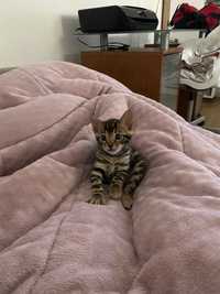 Gatinho de bengal