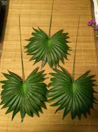 Liść palmy okrągły, sztuczne kwiaty