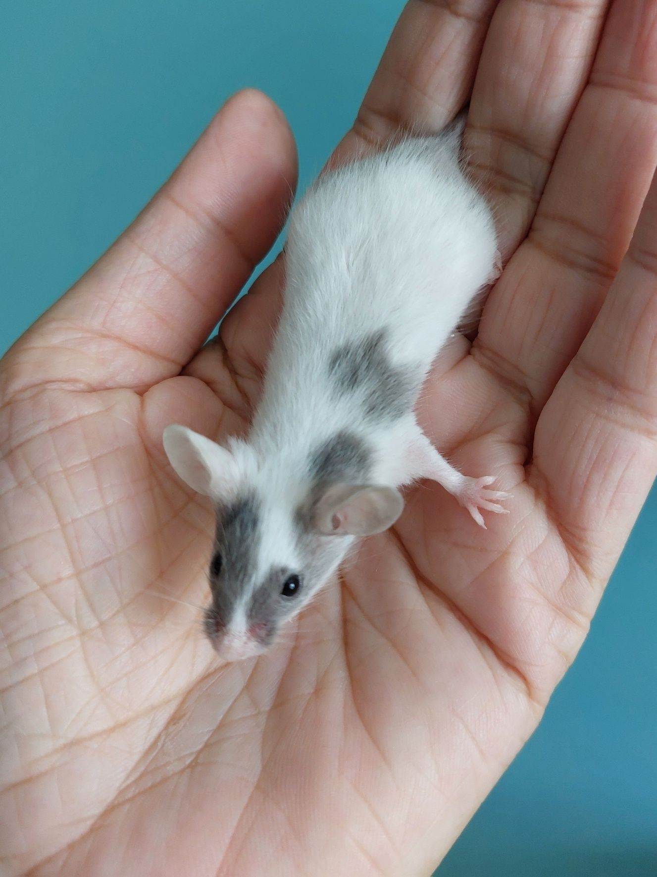 Myszy rasowe samice - myszy, myszki, mysz