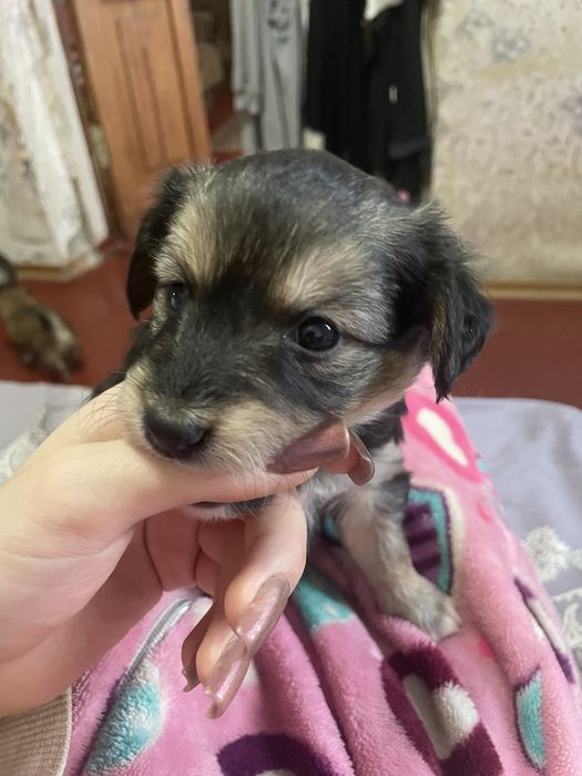 Безкоштовно віддам малечу