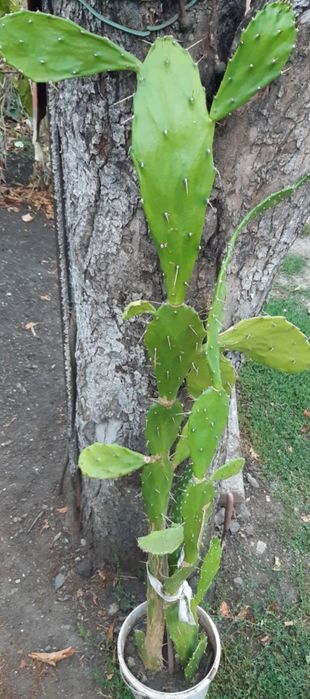 Цветы комнатные недорого,оптом дешевле.