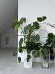 Monstera duża z donicą