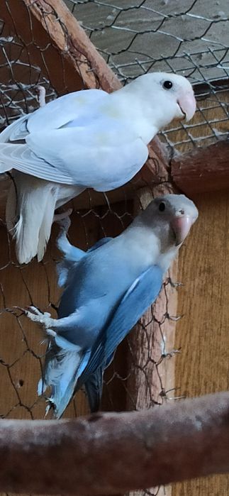 Sprzedam  Nierozłączki