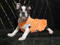 Boston terrier suczka