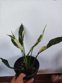 Spathiphyllum variegata