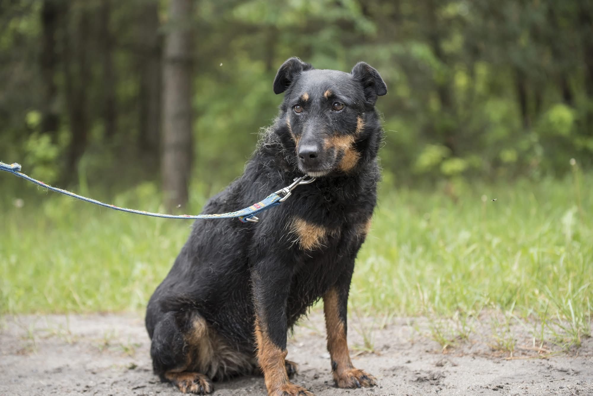 Megan - spokojna , wspaniala suczka w typie teriera