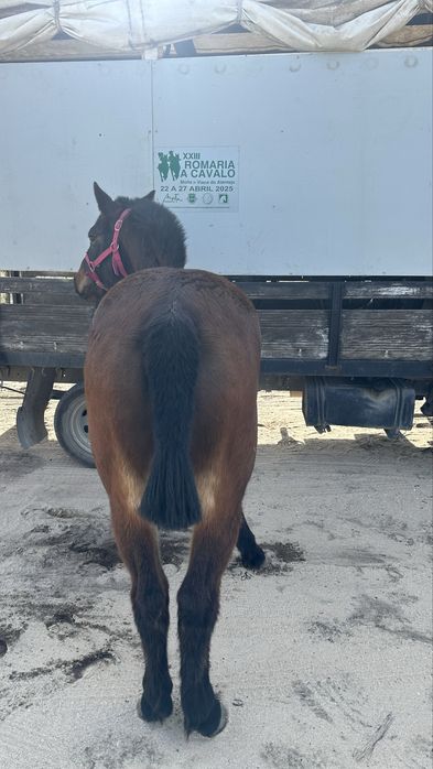 Poldra burguet x lusitano