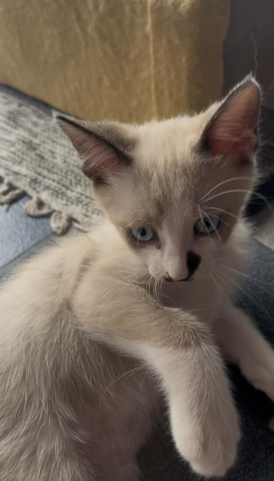 Gatos para adoção responsável
