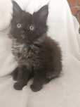 Kotka Maine coon