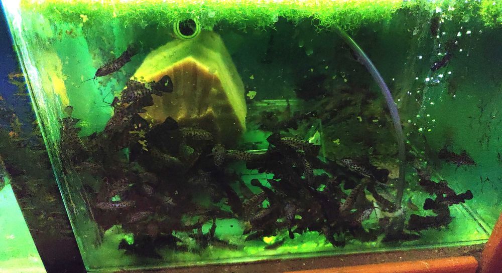 SUM KIRYŚNIK czarnoplamy i albinos PROMOCJA 5+5 GRATIS