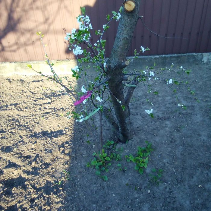 Саженцы Денежного дерева Пиона Ириса Вишни чернокорки-натуральная