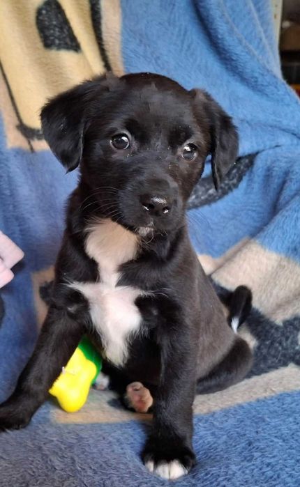 Szczeniak Adelka szuka domu