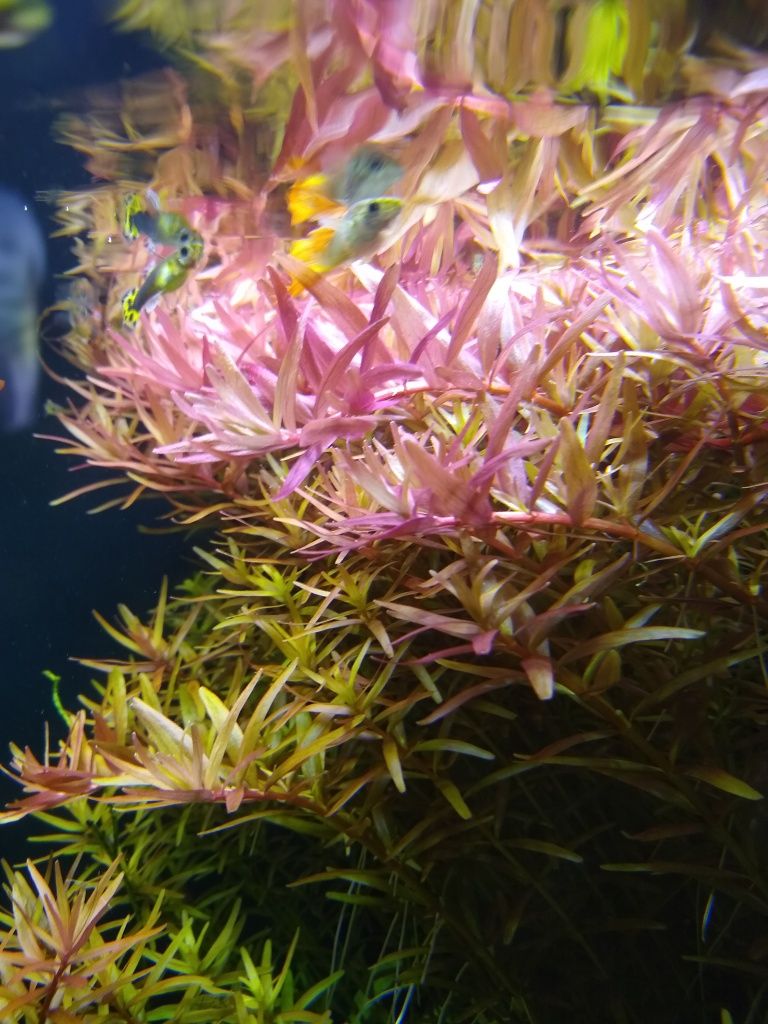 Rotala rośliny akwariowe