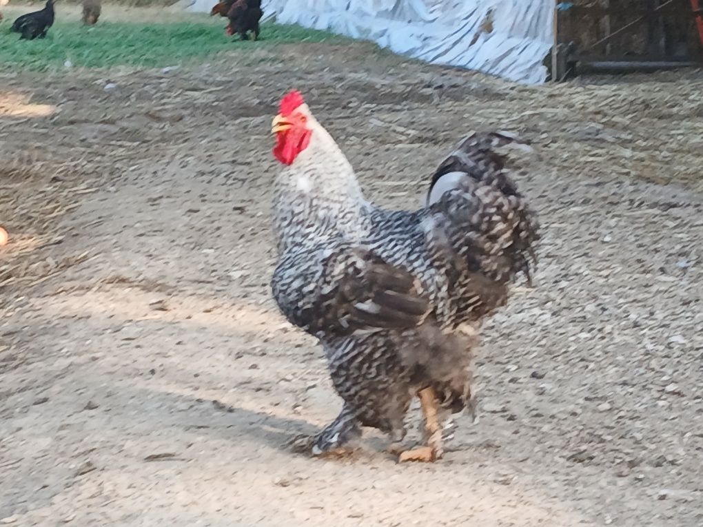 Frangos Brahma Grande Porte