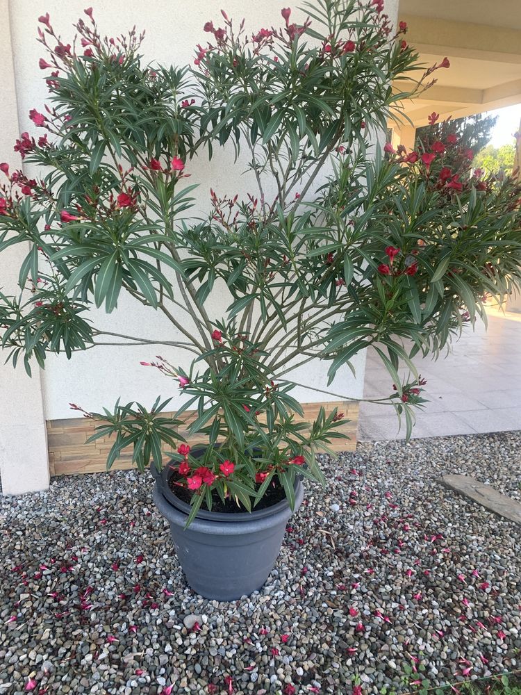 Piękny ciemnorózowy oleander