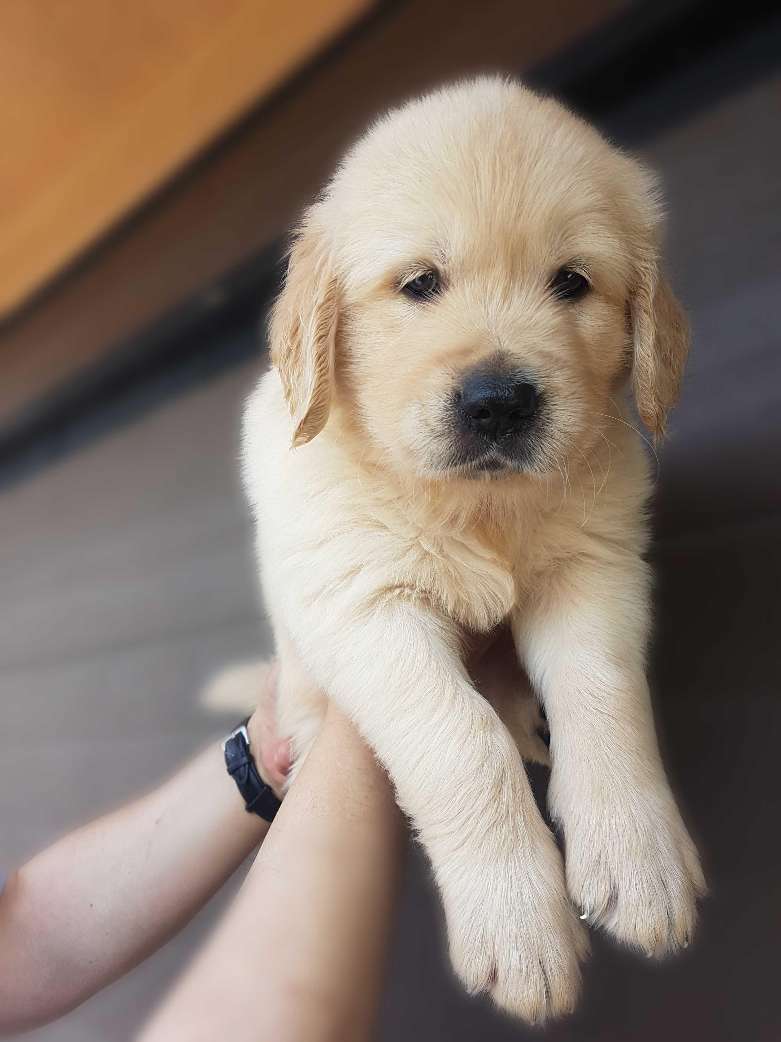 Golden Retriever com LOP Descendente de Campeões