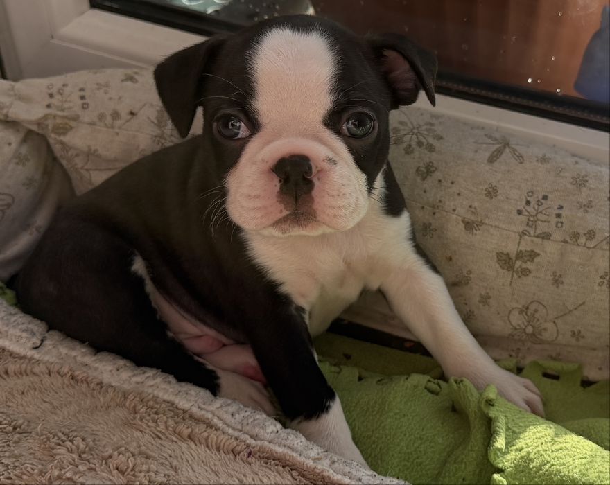 Boston terrier Szczenię
