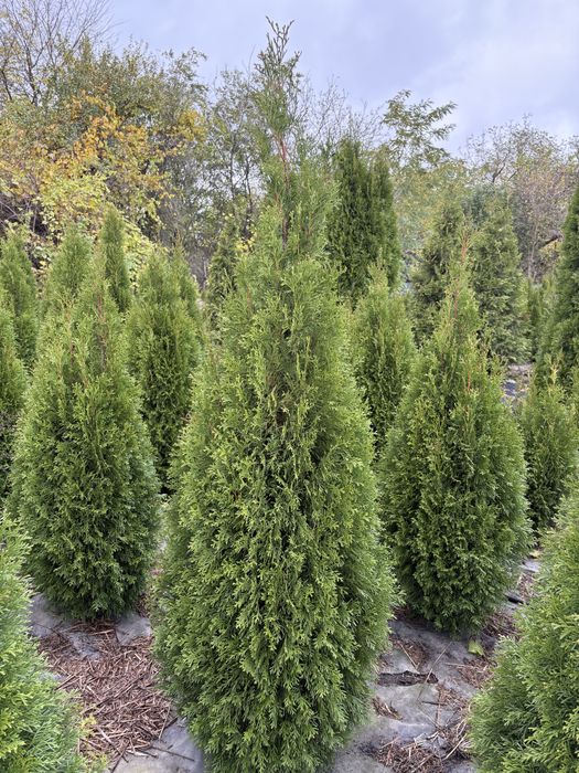 Туя смарагд, ялівець, брабанд