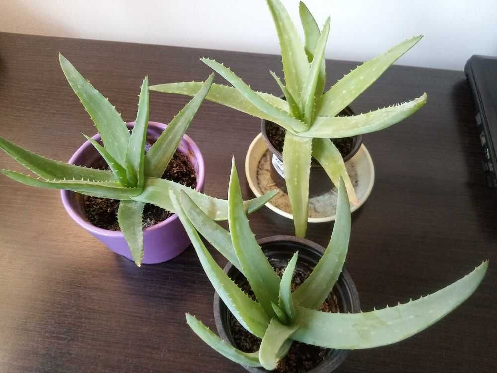 Aloesy Aloe Vera 2 letnie