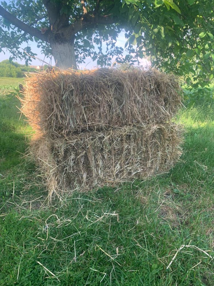 Продам Сіно берегове