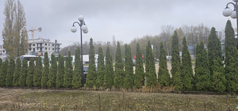 Tuje szmaragd 250-350 cm najlepszy żywopłot