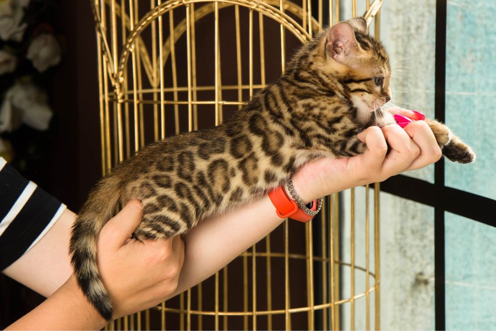 Бенгальскі кошенята з родоводом!