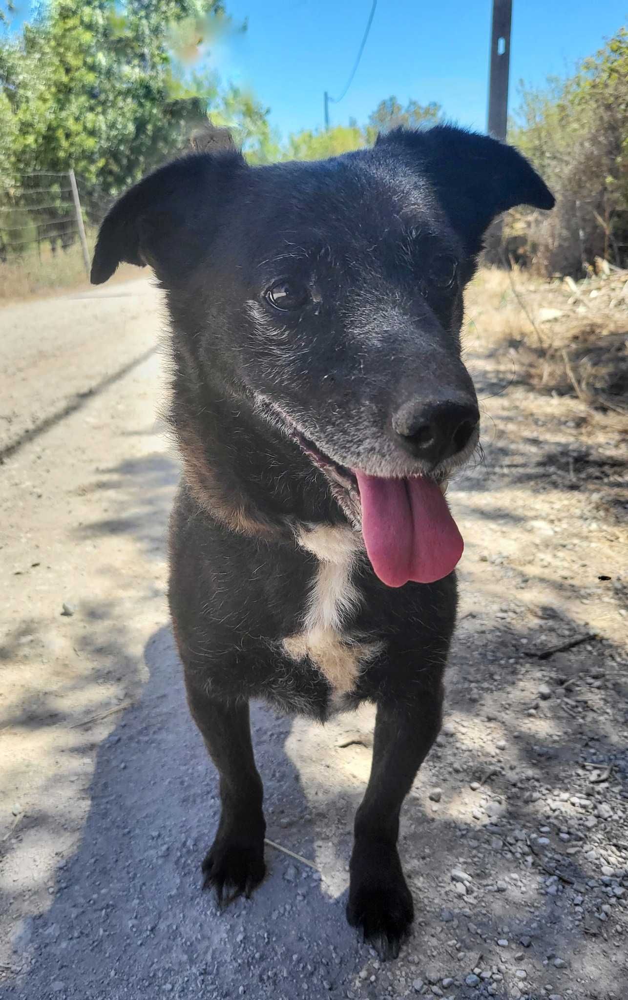 Alfragide - Cão pequeno para adoção