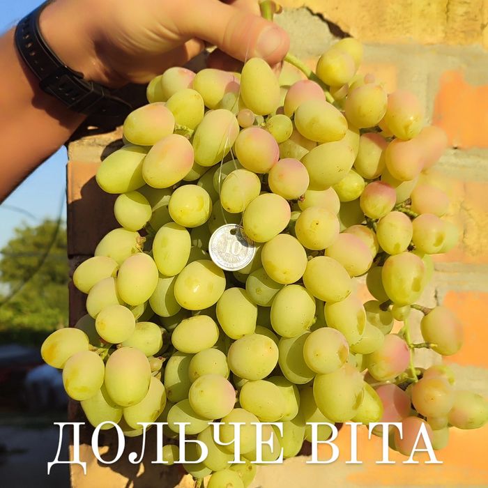 Саджанці винограду опт