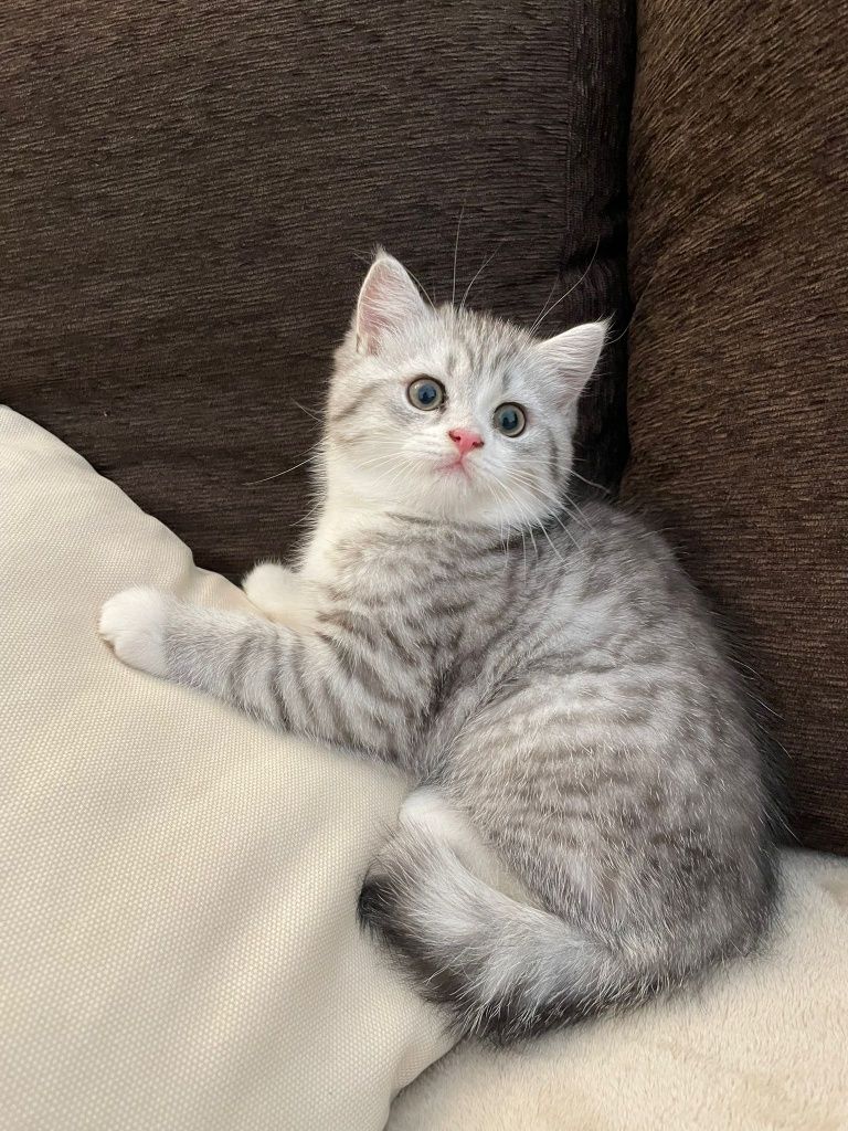 Gato scottish fold e straight
