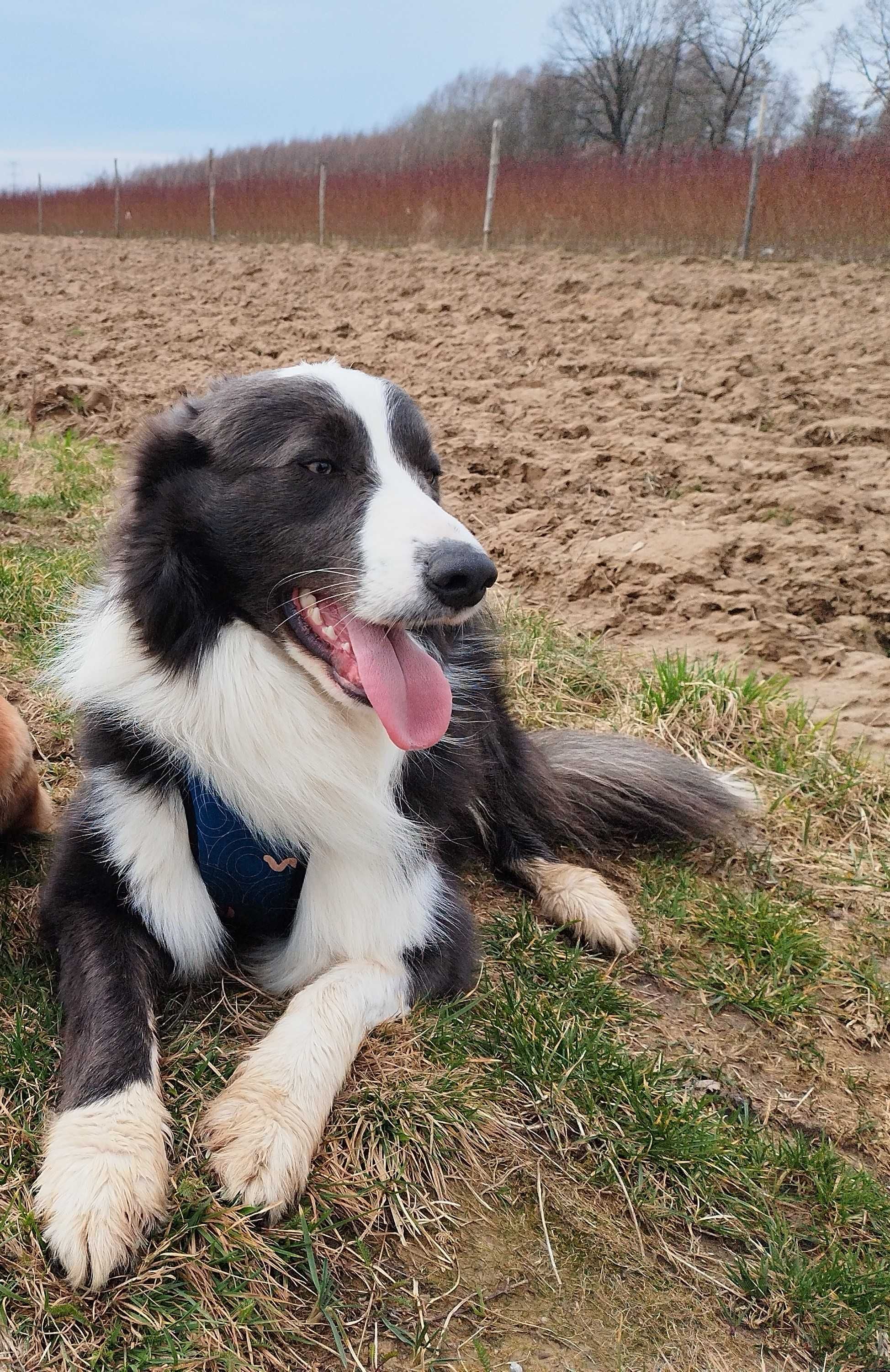 Reproduktor Border Collie niebiesko-biały FCI