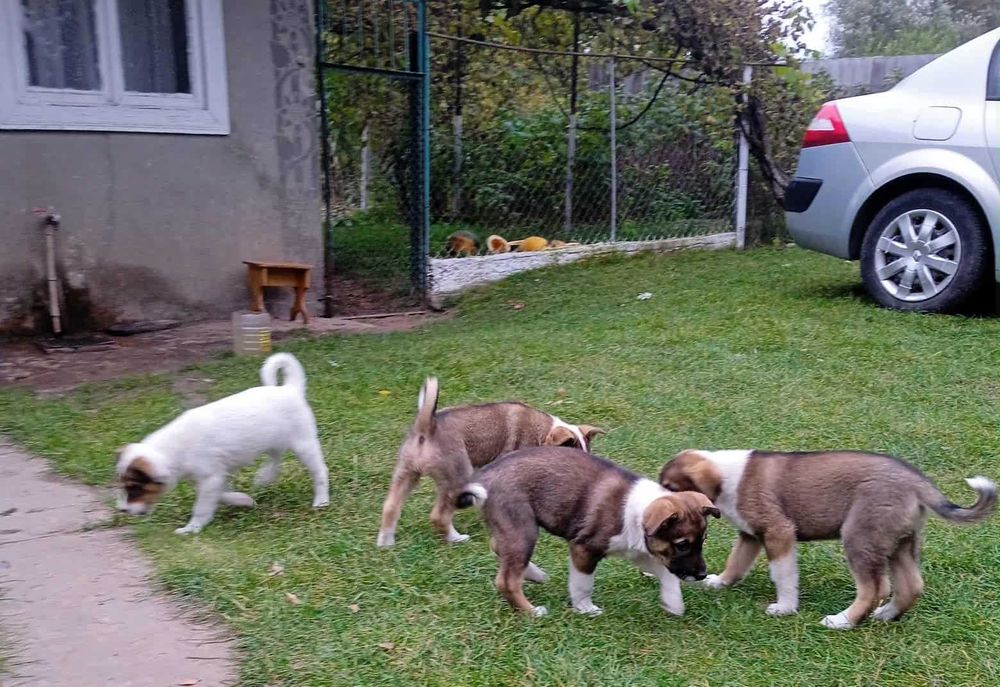 Щенята лайки ЗСЛ від робочих батьків мислівців