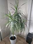 Duża zdrowa dracena ok 180cm Warszawa
